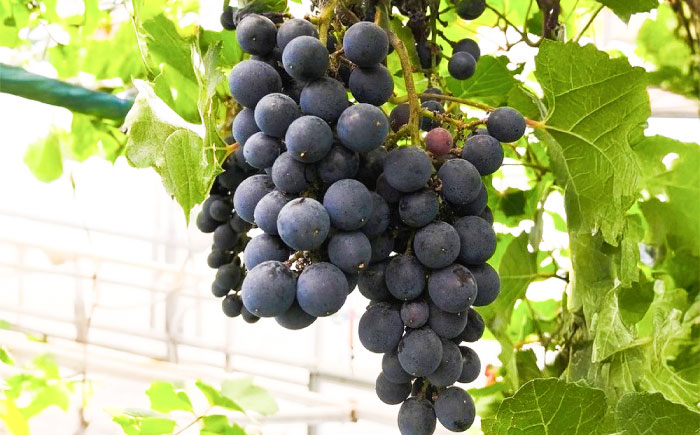 ワイン用 ブドウ苗(ピノノワール)6号鉢入り 2～3年生 大苗 樹高50cm前後 苗 苗木/ ぶどう ぶどう苗木 葡萄 ぶどうの木 庭木 植木 【Herb＆Rose】 [BHCQ006]