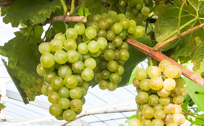 ワイン用 ブドウ苗(シャルドネ) 6号鉢入り 2～3年生 大苗 樹高60cm前後 苗 / 苗木 果樹 ぶどう ぶどう苗木 葡萄 ぶどうの木 庭木 植木 熊本県 菊陽町【Herb＆Rose】 [BHCQ007]