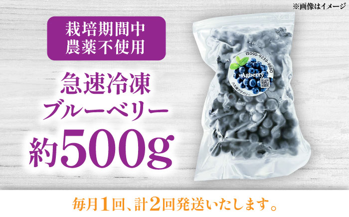 【全2回定期便】青い宝石 国産 急速冷凍ブルーベリー 約500g 果物 くだもの フルーツ ぶるーべりー 熊本県 菊陽町【アグファーム株式会社】 [BHCX007]
