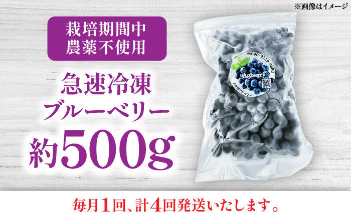 【全4回定期便】青い宝石 国産 急速冷凍ブルーベリー 約500g 果物 くだもの フルーツ ぶるーべりー 熊本県 菊陽町【アグファーム株式会社】 [BHCX009]
