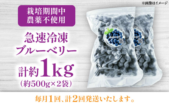 【全2回定期便】青い宝石 国産 急速冷凍ブルーベリー 計約1kg（約500g×2袋） 果物 くだもの フルーツ ぶるーべりー 熊本県 菊陽町【アグファーム株式会社】 [BHCX010]