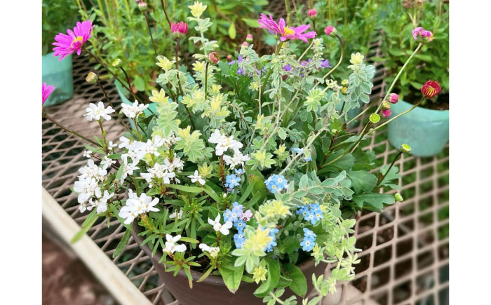 【先行予約】【10月下旬順次発送開始】季節の寄せ植え (おまかせ5種類 小) / 寄せ植え 花苗 鉢【GreenlifeYoshimura】季節の寄せ植え (おまかせ5種類 小) / 寄せ植え 花苗 鉢【GreenlifeYoshimura】 [BHBG002]