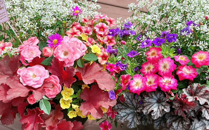 母の月ギフト寄せ植え (おまかせ) / 母 花 華 よせうえ 鉢 【GreenlifeYoshimura】 [BHBG003]