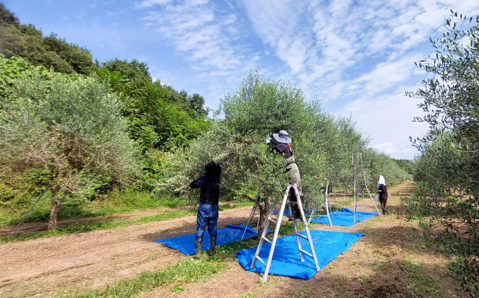 EXVオリーブオイル アルベキナ種 100ml×1 / エクストラバージン オリーブ フルーティ 手摘み コールドプレス 調味料 油 熊本 菊陽町 食用油【こびらオリーブ園】 [BHBL001]