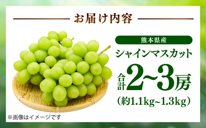 【限定数量】【2025年8月下旬発送開始】シャインマスカット 約1.1kgから1.3kg 合計2から3房 / しゃいんますかっと 新鮮 種なし フルーツ 果物 ギフト 熊本県 菊陽町 【りとる農房】 [BHBO001]