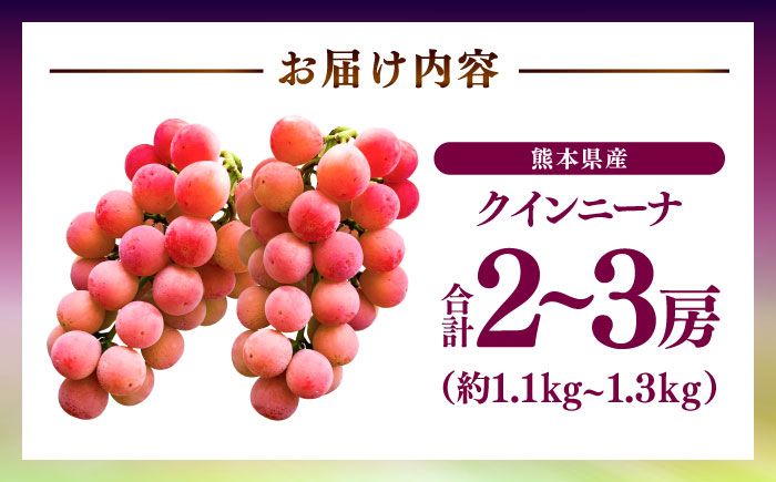【限定数量】【8月下旬発送開始】 クインニーナ 約1.1kg～1.3kg 合計2～3房 / 糖度 21度 くいーんにーな 甘味 鮮やか あかブドウ ぶどう フルーツ 大粒【りとる農房】 [BHBO002]