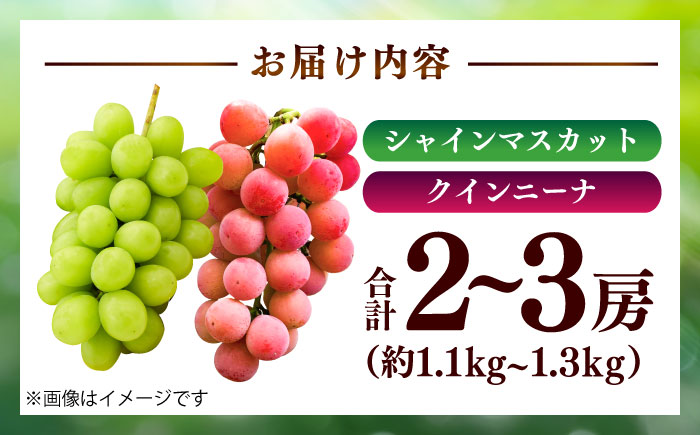 【限定数量】【8月下旬発送開始】シャインマスカット クインニーナ 詰め合わせ 約1.1kg～1.3kg 合計2～3房【りとる農房】 [BHBO003]