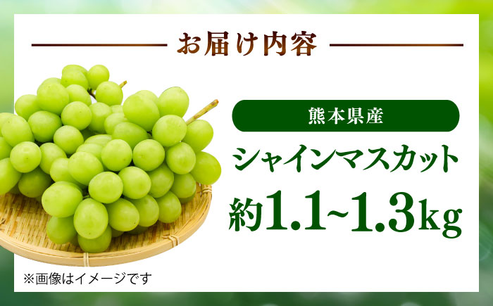 【限定数量】【2025年8月下旬発送開始】シャインマスカット(訳あり) 約1.1kgから1.3kg / しゃいんますかっと 新鮮 種なし フルーツ 果物 ギフト 熊本県 菊陽町 【りとる農房】 [BHBO005]