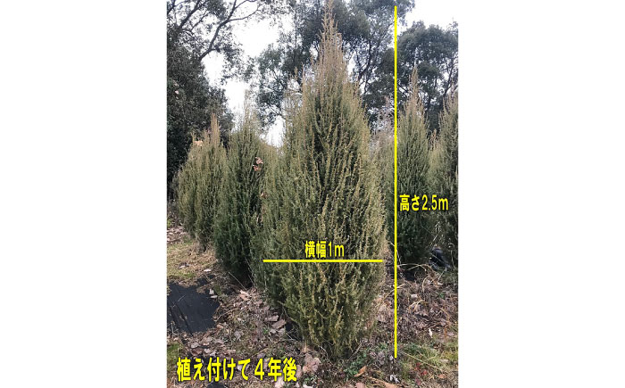 ジュニパーベリー特大苗(西洋ネズ)オス木・メス木セット Juniperus communis 樹高130cm前後 口径21cmスリット鉢植え【Herb＆Rose】 [BHCQ002]
