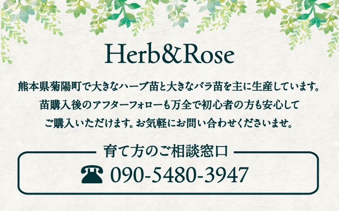 ワイン用ブドウ苗(シラー シラーズ)6号鉢入り 2～3年生 大苗 樹高50cm前後 苗 苗木 果樹  / ぶどう ぶどう苗木 葡萄 ぶどうの木 庭木 植木 熊本県 菊陽町 【Herb＆Rose】 [BHCQ008]