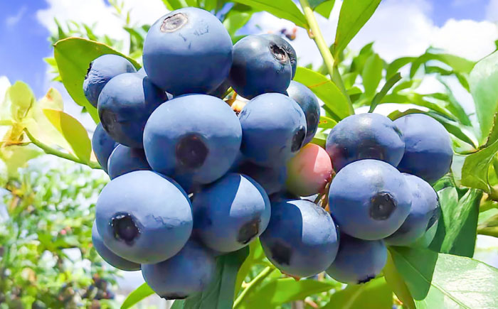 【大粒サイズ】国産 急速冷凍ブルーベリー 500g【アグファーム株式会社】 [BHCX001]