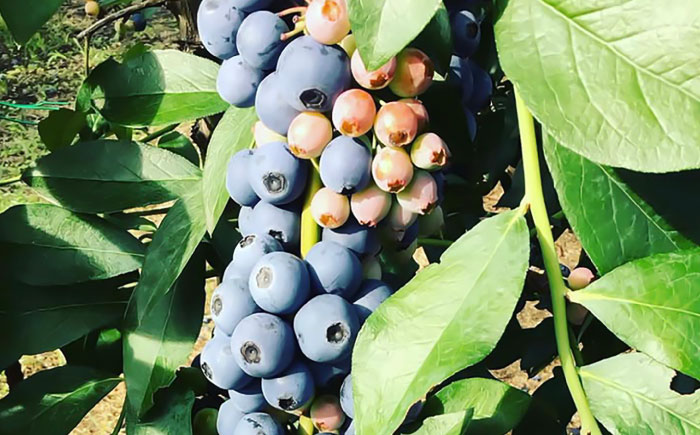 青い宝石 国産 急速冷凍ブルーベリー 約500g 果物 くだもの フルーツ ぶるーべりー 熊本県 菊陽町【アグファーム株式会社】 [BHCX004]