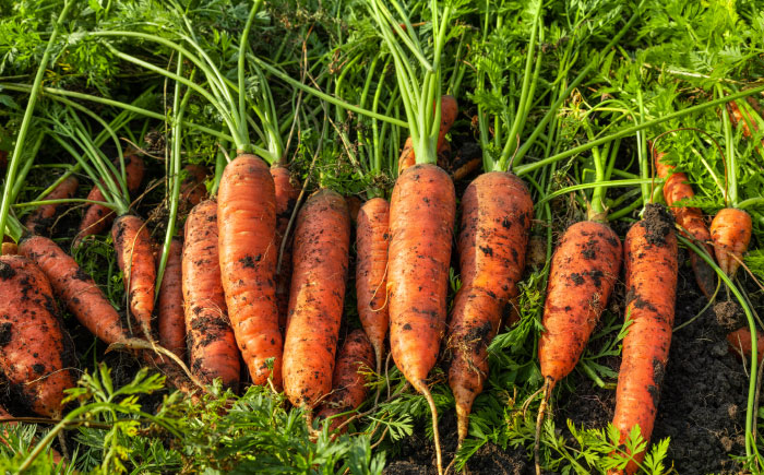 【4月中旬より順次発送予定】【数量限定】まゆみ農園のにんじん 約10kg 詰め合わせ【有限会社さんふれあ】 [BHAK005]