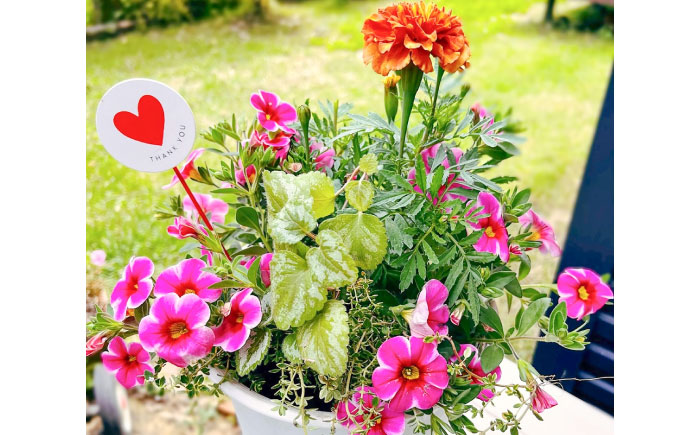 【先行予約】【10月下旬順次発送開始】季節の寄せ植え (おまかせ5種類 小) / 寄せ植え 花苗 鉢【GreenlifeYoshimura】季節の寄せ植え (おまかせ5種類 小) / 寄せ植え 花苗 鉢【GreenlifeYoshimura】 [BHBG002]