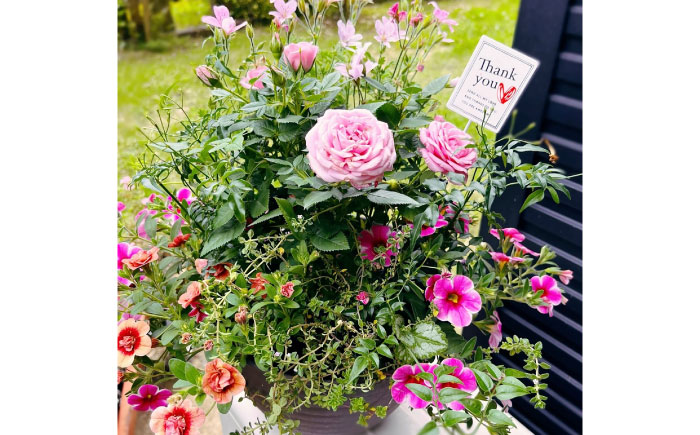 母の月ギフト寄せ植え (おまかせ) / 母 花 華 よせうえ 鉢 【GreenlifeYoshimura】 [BHBG003]