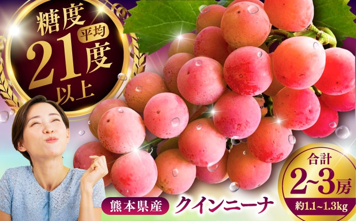 【限定数量】【8月下旬発送開始】 クインニーナ 約1.1kg～1.3kg 合計2～3房 / 糖度 21度 くいーんにーな 甘味 鮮やか あかブドウ ぶどう フルーツ 大粒【りとる農房】 [BHBO002]