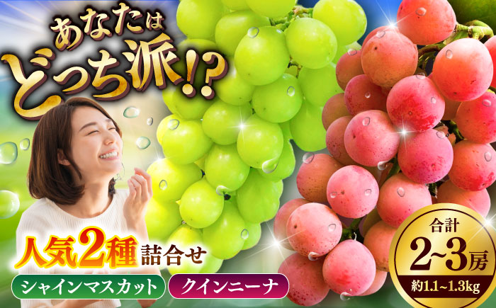 【限定数量】【8月下旬発送開始】シャインマスカット クインニーナ 詰め合わせ 約1.1kg～1.3kg 合計2～3房【りとる農房】 [BHBO003]