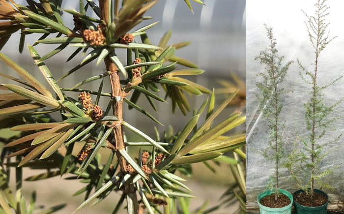 ジュニパーベリー特大苗(西洋ネズ)オス木・メス木セット Juniperus communis 樹高100cm前後 口径18cm スリット鉢植え【Herb＆Rose】 [BHCQ001]