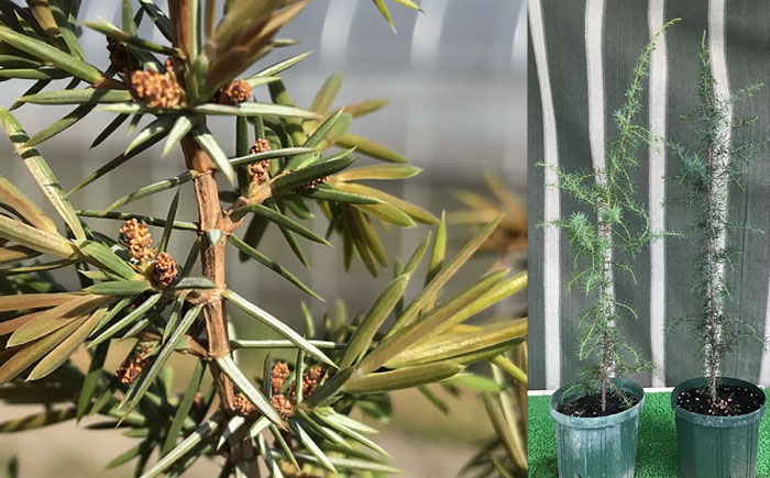 ジュニパーベリー大苗(西洋ネズ) オス木メス木 各1本セット 樹高70cm前後 苗 苗木 口径18cm スリット鉢植え / 庭木 植木 熊本県 菊池郡 菊陽町【Herb＆Rose】 [BHCQ003]