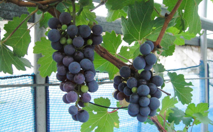 ワイン用 ブドウ苗(カベルネソービニヨン用) 6号鉢入り 2～3年生 大苗 樹高60cm前後 / 果樹 熊本県 ぶどう ぶどう苗木 葡萄 ぶどうの木 庭木 植木 菊池郡 菊陽町【Herb＆Rose】 [BHCQ004]