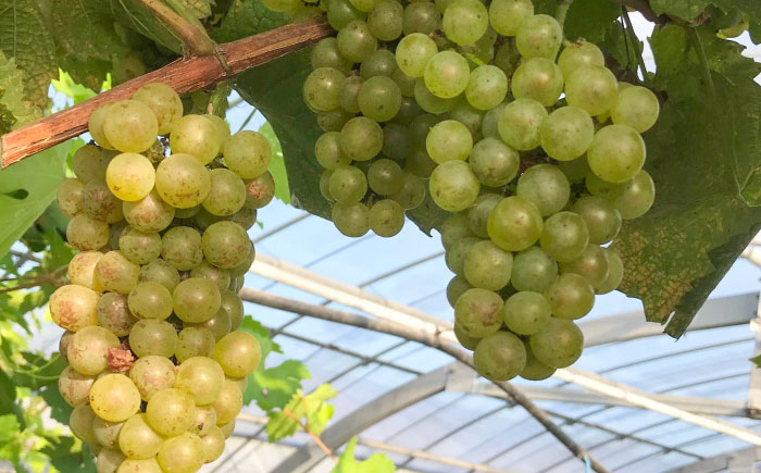 ワイン用 ブドウ苗(シャルドネ) 6号鉢入り 2～3年生 大苗 樹高60cm前後 苗 / 苗木 果樹 ぶどう ぶどう苗木 葡萄 ぶどうの木 庭木 植木 熊本県 菊陽町【Herb＆Rose】 [BHCQ007]