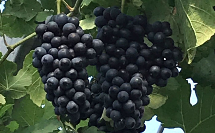 ワイン用ブドウ苗(シラー シラーズ)6号鉢入り 2～3年生 大苗 樹高50cm前後 苗 苗木 果樹  / ぶどう ぶどう苗木 葡萄 ぶどうの木 庭木 植木 熊本県 菊陽町 【Herb＆Rose】 [BHCQ008]