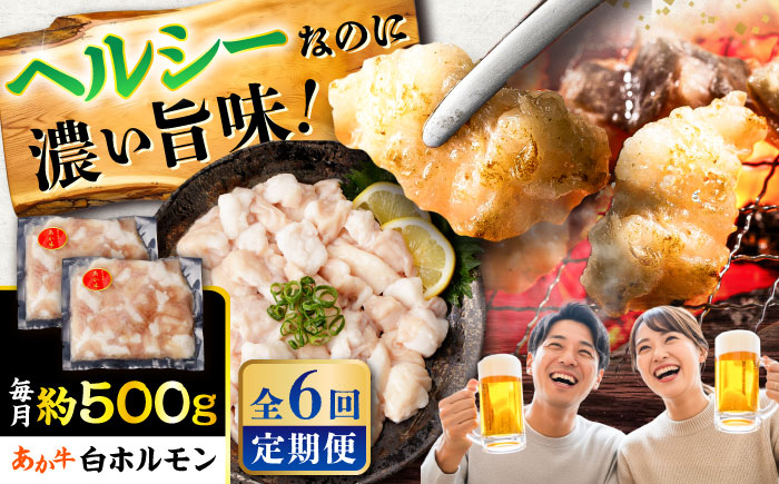 【全6回定期便】あか牛 白 ホルモン 約500g (約250g×2P) / 牛肉 褐毛和種 ホルモン 肉 九州産 国産牛 熊本県産 小分け あかうし 鍋 焼肉【五右衛門フーズ】 [BHCY011]