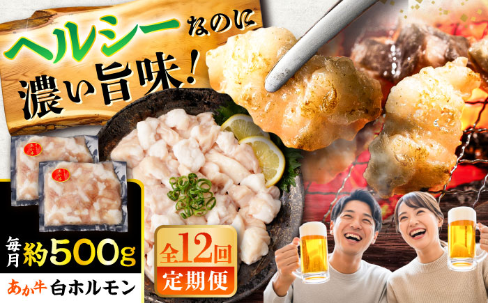 【全12回定期便】あか牛 白 ホルモン 約500g (約250g×2P) / 牛肉 褐毛和種 ホルモン 肉 九州産 国産牛 熊本県産 小分け あかうし 鍋 焼肉【五右衛門フーズ】 [BHCY012]