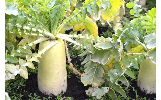 地元で愛され続けて10年以上！まっちゃん漬けセット 3袋 250g まっちゃん漬け セット 小国大根 漬け物 漬物 大根 ごはんのお供 ギフト 贈答用 星和食品 熊本 阿蘇 南小国町 送料無料