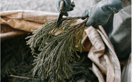 【FIL】小国杉エッセンシャルオイル Essential Oil Oguni Sugi エッセンシャルオイル 5ml  アロマオイル オイル 小国杉精油 アロマ フレグランス 癒し リラックス ギフト 贈答用 プレゼント Foreque 熊本 阿蘇 南小国町 送料無料