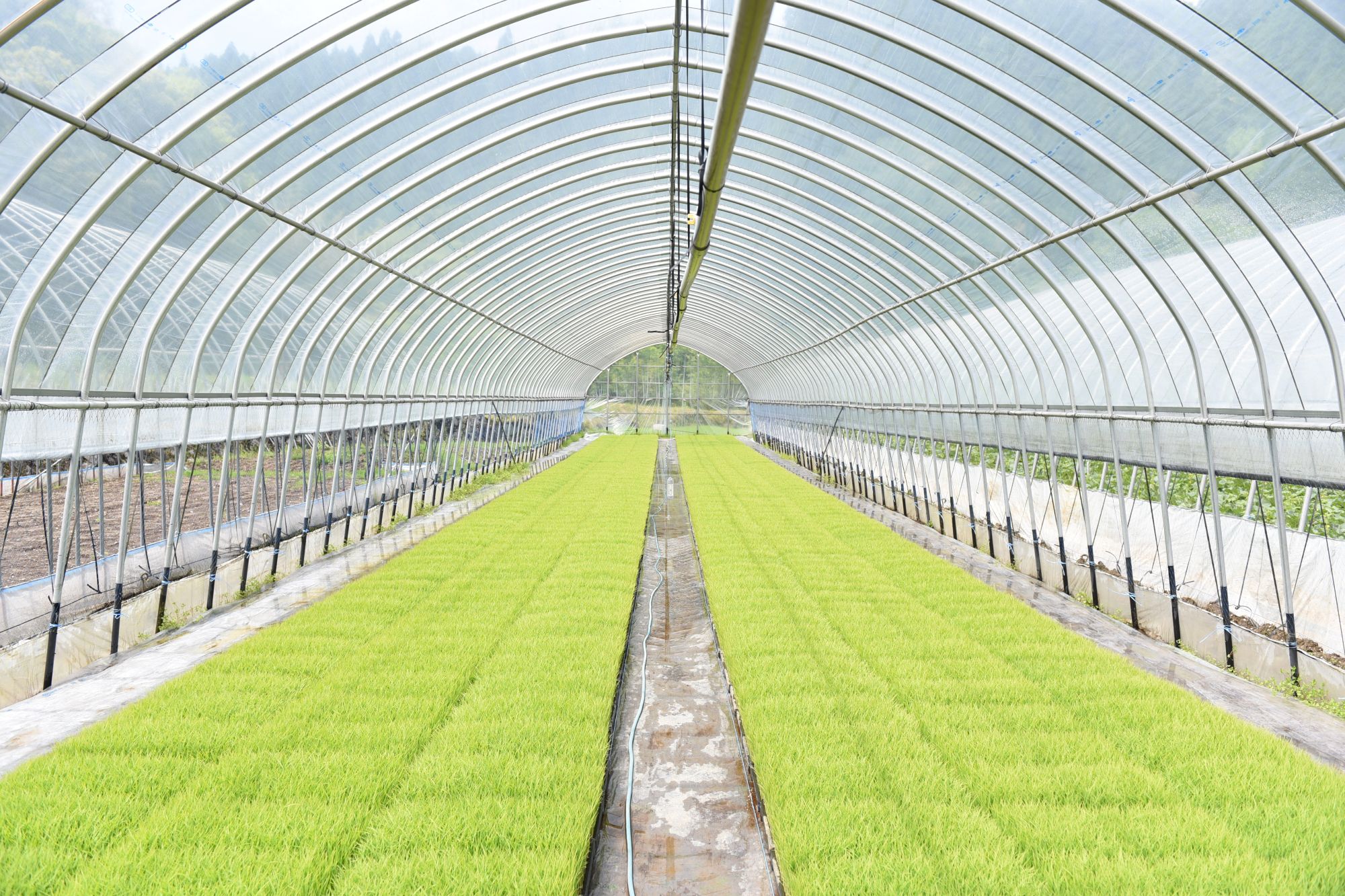 【予約受付】令和8年産・新米 瑠璃米 4kg 予約 新米 令和8年産 南小国産 米 白米 精米 2kg 2袋 お米 ご飯 産地直送 髙村農園 熊本 阿蘇 南小国町 送料無料