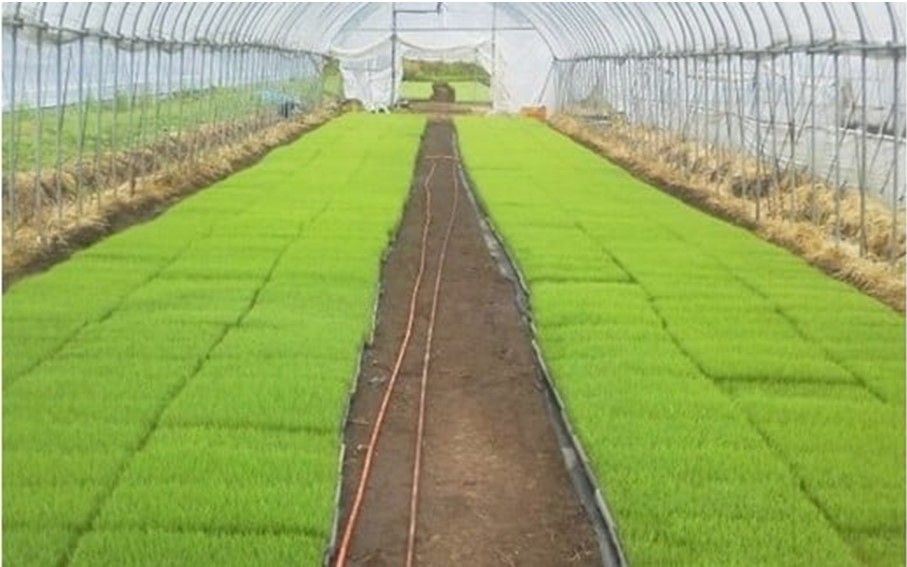 【予約受付】令和8年産・新米 ミルキークイーン 5kg 令和8年産 南小国産 新米 米 白米 玄米 玄米対応 お米 ご飯 ごはん 冷めてもおいしい ASO小国ファーム 熊本 南小国町 送料無料