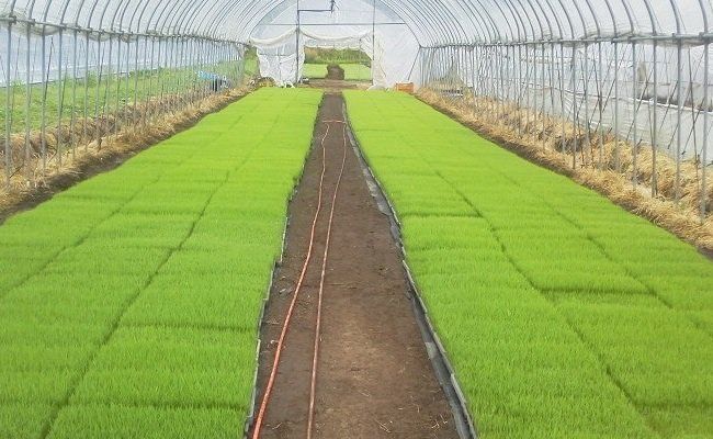 【予約受付】令和8年産・新米 ミルキークイーン 10kg 令和8年産 南小国産 新米 米 白米 玄米 玄米対応 お米 ご飯 ごはん 冷めてもおいしい ASO小国ファーム 熊本 南小国町 送料無料