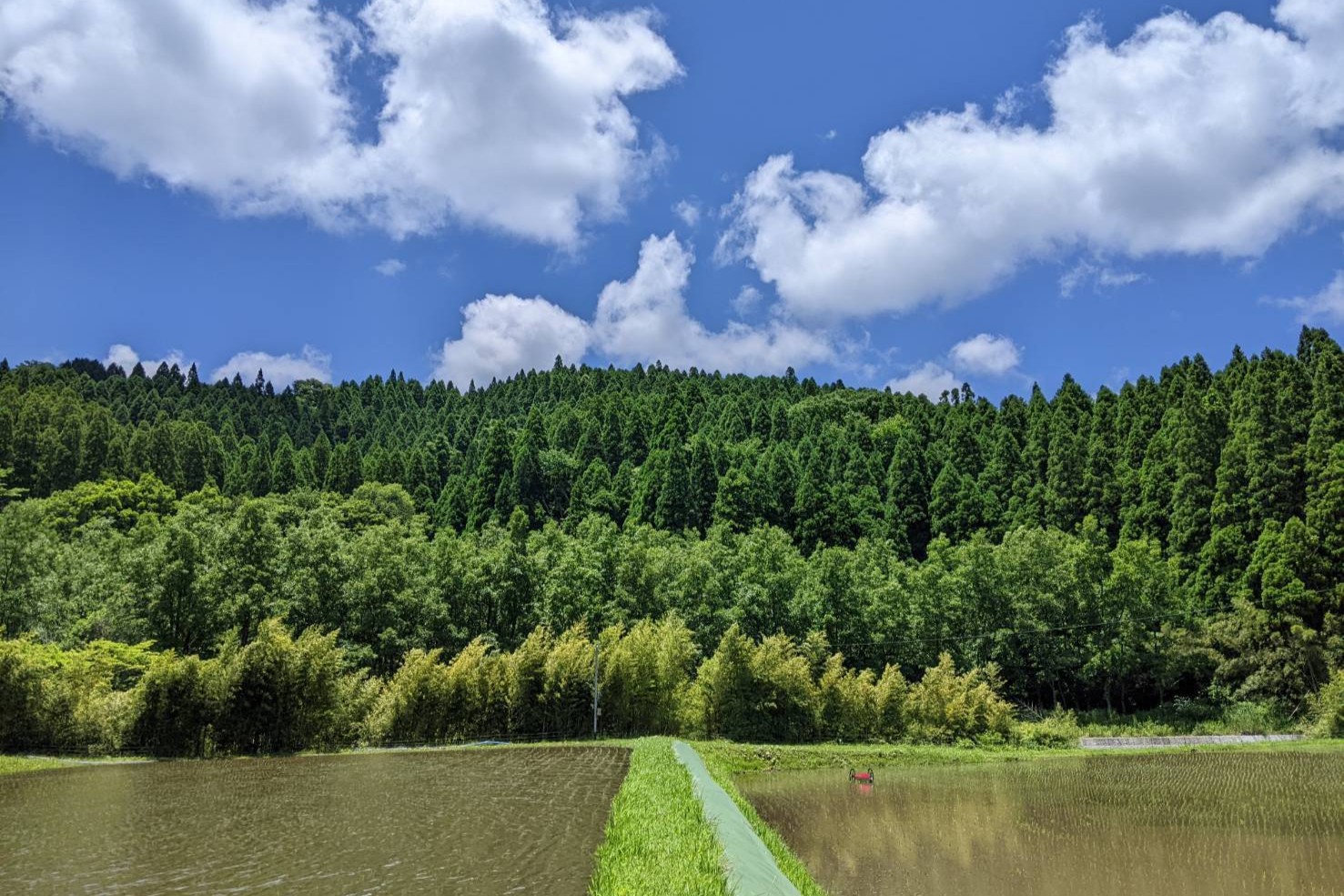 令和７年産 白川の美米 ５kg 令和7年産 南小国産 玄米 白米 3分づき 5分づき 7分づき 森のくまさん 精米 米 お米 ご飯 ごはん 無農薬 農薬不使用 自然栽培 産地直送 白川自然農園 熊本 南小国 送料無料