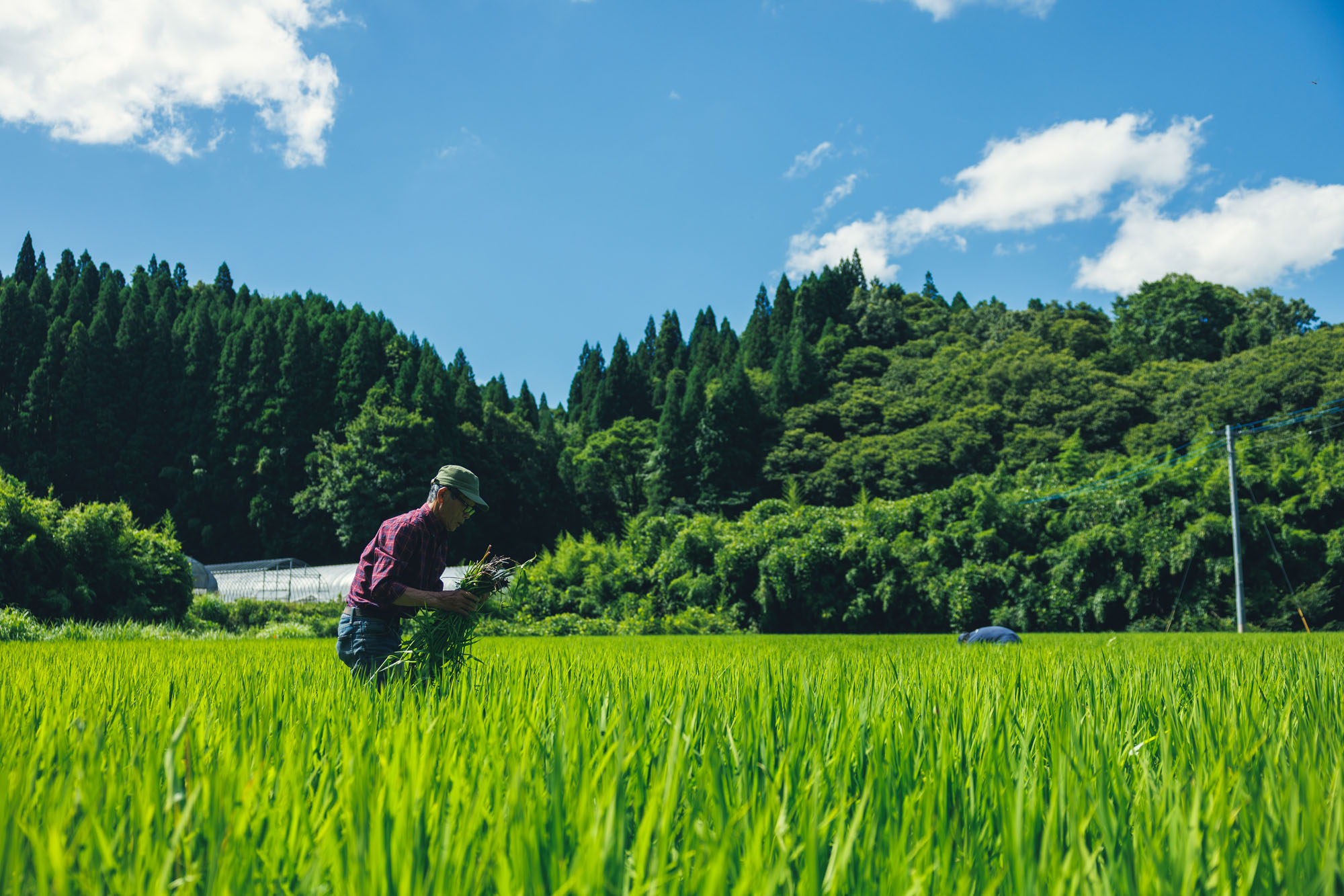 【予約受付】令和8年産・新米 ごんべえ米 10kg 予約 令和8年産 新米 白米 玄米 精米 米 お米 玄米対応可能 ご飯 ごはん 無農薬 農薬不使用 産地直送 吉原ごんべえ村 熊本 南小国 送料無料