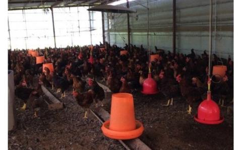 【熊本県産】天草大王 地鶏鍋セット 熊本県産 鶏 鶏肉 地鶏 もも むね つくね スープ 鶏ガラ 濃厚 鍋 セット スープ付き あそ大王ファーム 熊本 阿蘇 南小国町 送料無料