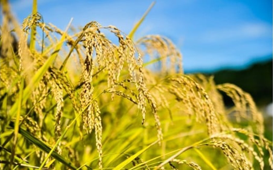 令和７年産・新米 南小国町産のお米あきげしき ２kg 南小国産 精米 玄米 米 白米 お米 ご飯 産地直送 SMO南小国 熊本 阿蘇 南小国町 送料無料