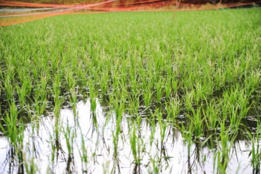 甘酒づくりにも！工房菜々色の米こうじセット  米こうじ 200g 4袋 工房菜々色 セット こめ麹 米麹 甘酒 味噌 農薬不使用 無農薬 米 ごんべえ米 熊本 阿蘇 南小国町 送料無料