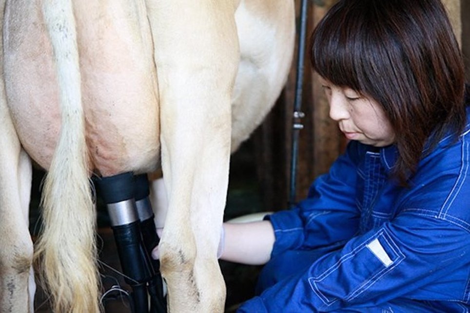 黒川温泉発 山吹色のジャージー牛乳 お試しセット 【FOODEX JAPAN 2017 最高金賞受賞】 3種 12本 ジャージー牛乳 飲むヨーグルト 牛乳 200ml 150ml カフェオレ コーヒー牛乳 詰め合わせ アソート セット 乳製品 飲料 健康 腸活 免疫力アップ 乳酸菌 ご当地牛乳グランプリ 最高金賞 ご当地 ギフト 贈答用 山のいぶき 熊本 阿蘇 南小国町 送料無料