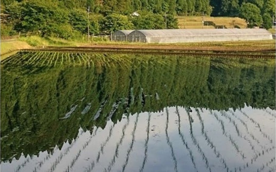 【予約受付】令和8年産・新米 ミルキークイーン 5kg 令和8年産 南小国産 新米 米 白米 玄米 玄米対応 お米 ご飯 ごはん 冷めてもおいしい ASO小国ファーム 熊本 南小国町 送料無料