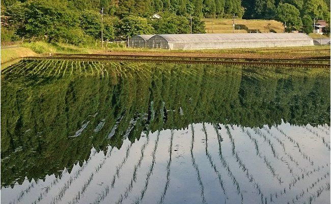 【予約受付】令和8年産・新米 ミルキークイーン 10kg 令和8年産 南小国産 新米 米 白米 玄米 玄米対応 お米 ご飯 ごはん 冷めてもおいしい ASO小国ファーム 熊本 南小国町 送料無料