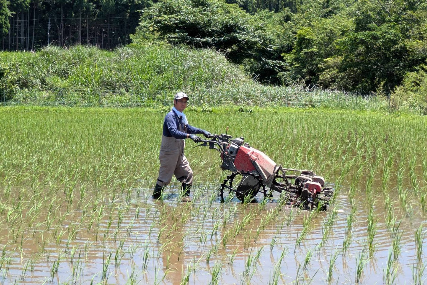 令和７年産 白川の美米 ５kg 令和7年産 南小国産 玄米 白米 3分づき 5分づき 7分づき 森のくまさん 精米 米 お米 ご飯 ごはん 無農薬 農薬不使用 自然栽培 産地直送 白川自然農園 熊本 南小国 送料無料