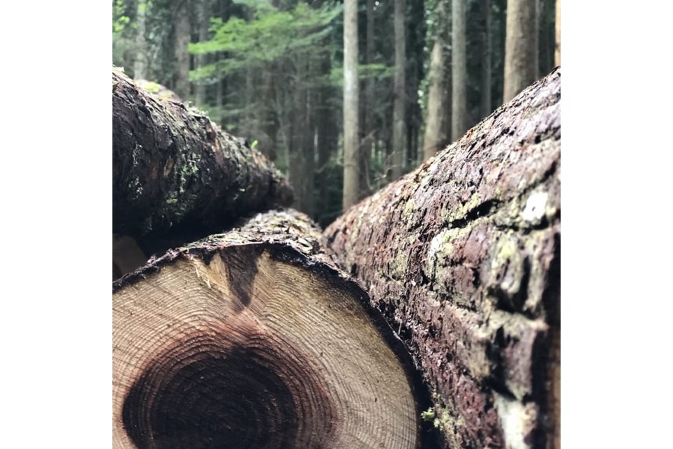 【Higo Beat】 小国杉 レコードボックス（7インチ用） レコードラック 50枚 レコード 収納 木製 天然木 無垢材 インテリア おしゃれ Higo Beat 熊本 阿蘇 南小国町 送料無料