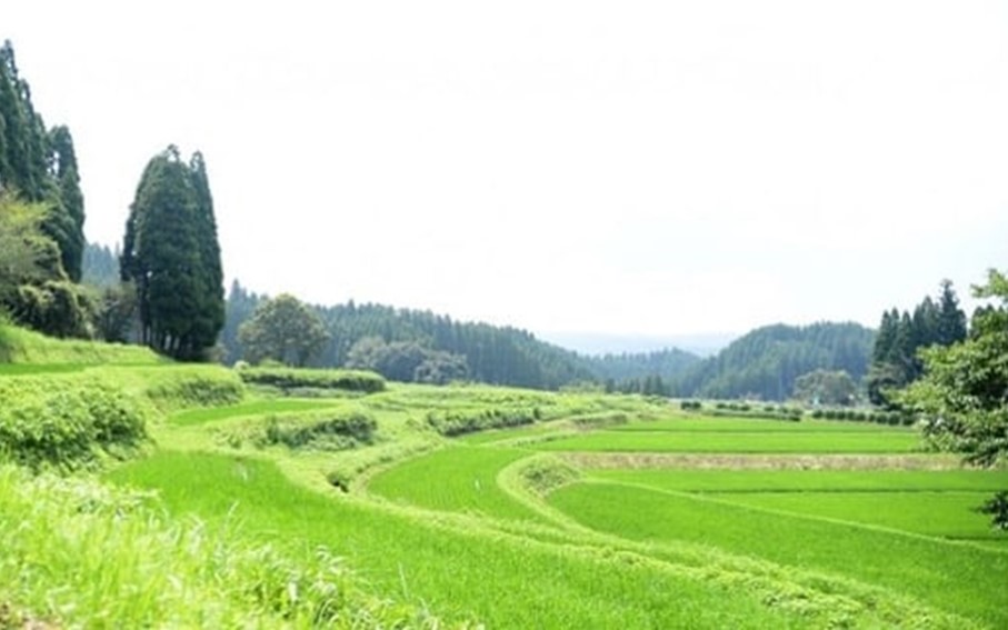 【予約受付】【12ヶ月定期便】令和8年産・新米 きよら米 3kg 予約 令和8年産 新米 南小国産 白米 玄米 食べ比べ 12ヶ月 定期便 あきげしき 精米 米 お米 玄米対応可能 ご飯 ごはん 無農薬 農薬不使用 有機栽培 真空パック 産地直送 あっぷるみんとハーブ農園 熊本 南小国 送料無料