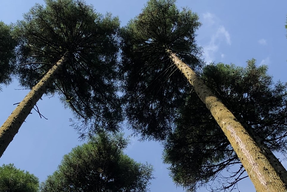 【Higo Beat】 Sugi5 ペアスピーカー 小国杉 国産 木製 天然木 無垢材 スピーカー 音響 Higo Beat 熊本 阿蘇 南小国町 送料無料