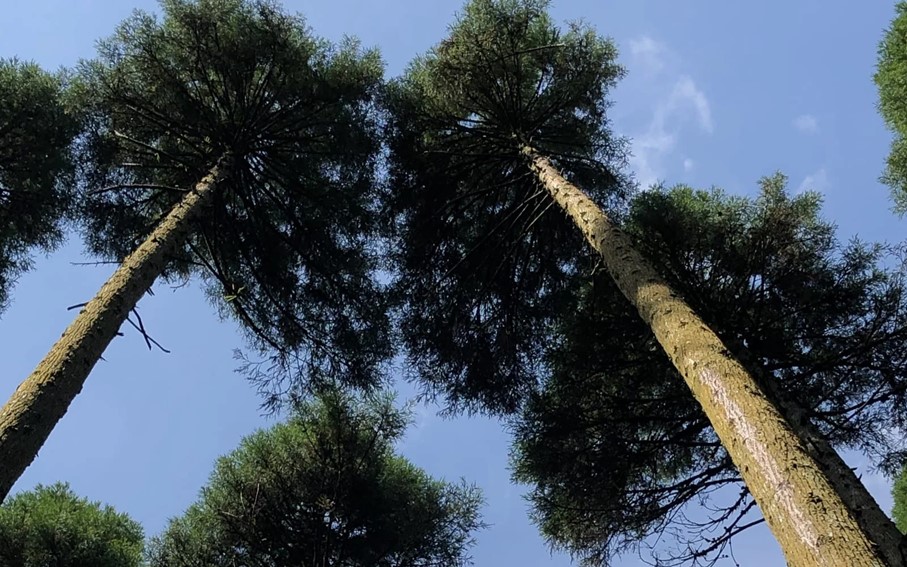 【Higo Beat】 Sugi8 ペアスピーカー 小国杉 国産 木製 天然木 無垢材 スピーカー 音響 Higo Beat 熊本 阿蘇 南小国町 送料無料