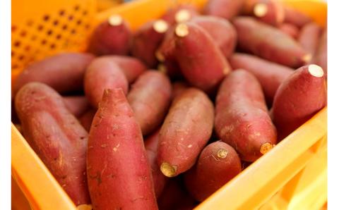 【下巣畑農産】先行予約 令和7年産 熟成 シルクスィート 8kg 令和8年1月出荷 さつま芋 唐芋 長期貯蔵 産地直送 まとめ買い 九州産 熊本産 小国産 地場産 スイーツ 蜜芋 贈答 ご家庭用 焼き芋 スィートポテト 高糖度 GAP認証 6次産業認定 認定農家