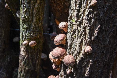 【地熱の里】阿蘇 熊本 小国郷 小国産 原木しいたけ 乾燥しいたけ 椎茸 ドライ 地熱乾燥 わいた温泉郷 SDGｓ 常温保管 30g 4袋 計120g ご自宅用 贈り物 プレゼント