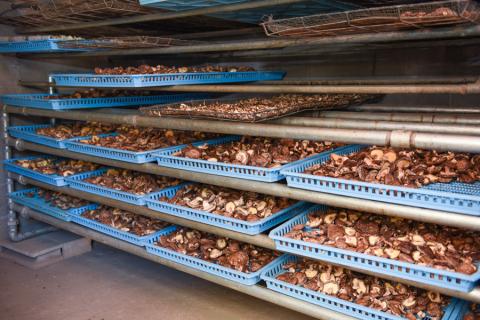 【地熱の里】阿蘇 熊本 小国郷 小国産 原木しいたけ 乾燥しいたけ 椎茸 ドライ 地熱乾燥 わいた温泉郷 SDGｓ 常温保管 30g 4袋 計120g ご自宅用 贈り物 プレゼント