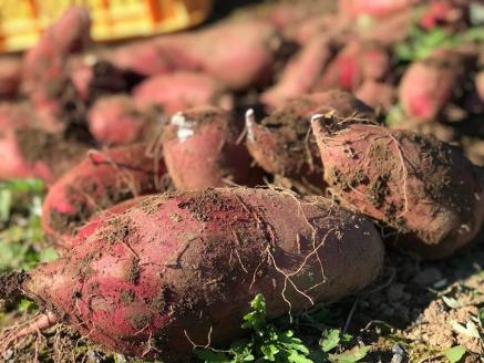 【下巣畑農産】先行予約 シルクスィート 干し芋 35g×10 350g ギフト包装 令和7年産 令和8年1月出荷 素材の味 優しい甘さ 産地直送 九州 熊本 小国町 地場産 スイーツ しっかり食感 無添加 おやつ レンジで温め 贈答 国際基準 GAP認証 6次産業認定 認定農家